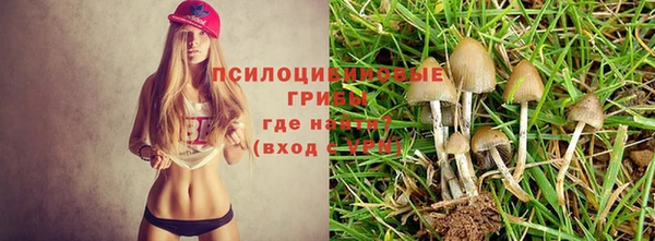 прущие грибы Каменск-Шахтинский